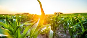 Young crops with rising sun peeking through leaves