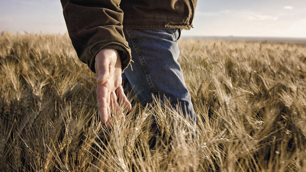 Man's hand running through wheat stalks