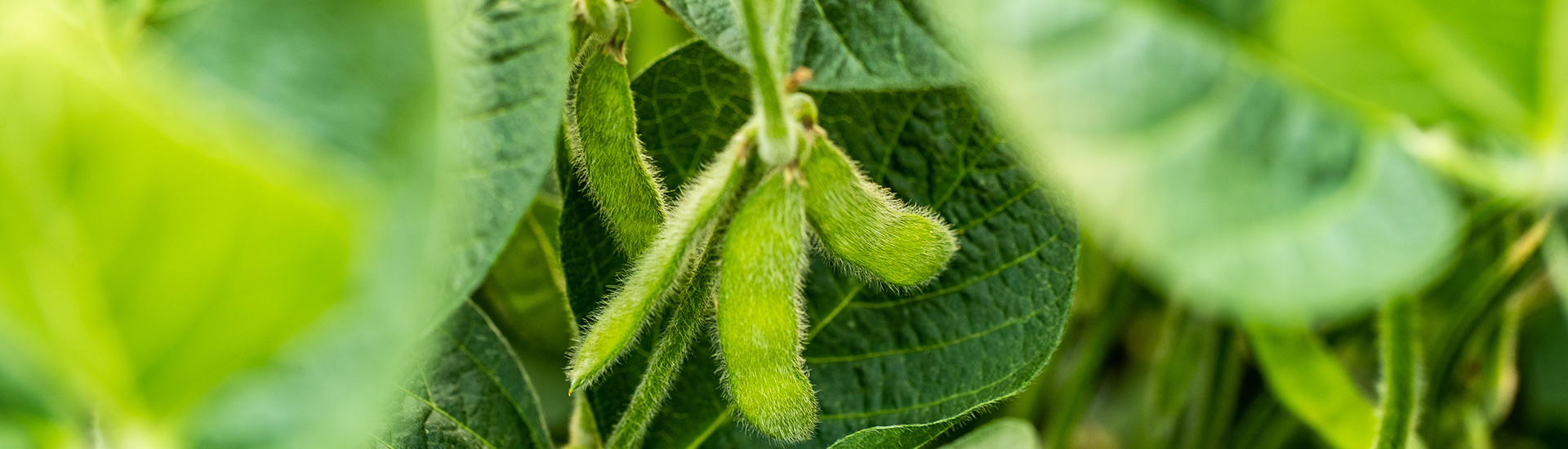 Close up of soybeans on plant in field