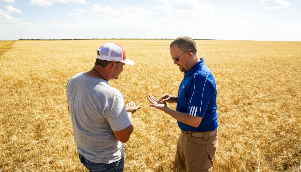 Two men standing in a wheat field